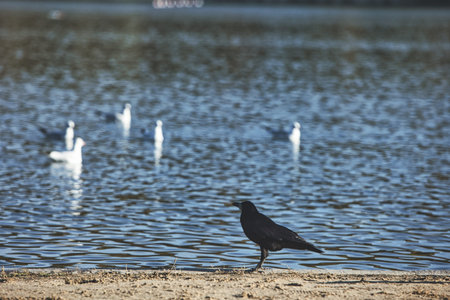 Solitary black crow standing on a sandy lakeshore with calm water in the background, capturing a...