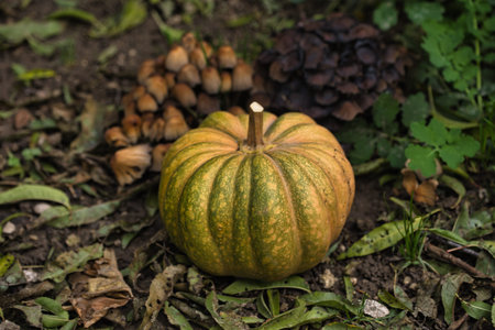 Autumn pumpkin resting on the ground surrounded by fallen leaves and wild mushrooms in a forest...