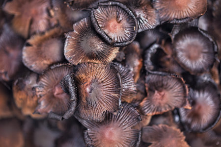 Cluster of small wild mushrooms growing on the forest floor among fallen leaves and green grass....