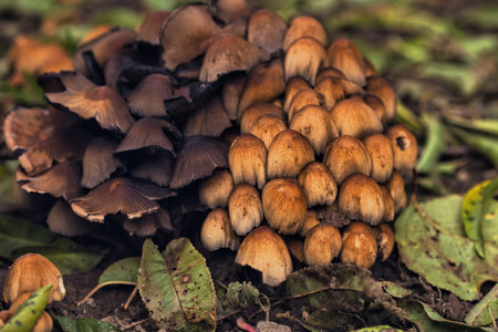 Cluster of small wild mushrooms growing on the forest floor among fallen leaves and green grass....