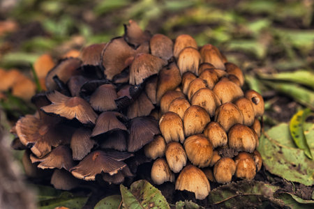 Cluster of small wild mushrooms growing on the forest floor among fallen leaves and green grass....