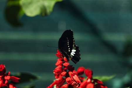 Black butterfly resting on vibrant red tropical flowers in a butterfly garden, captured in soft...
