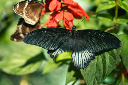 Black butterfly resting on vibrant red tropical flowers in a butterfly garden, captured in soft...