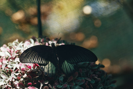 Butterfly on a hydrangea in the garden.の写真素材