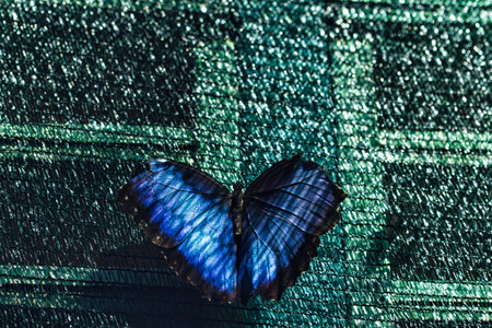 Close-up of a tropical butterfly , showcasing delicate wing patterns and vibrant natural textures....