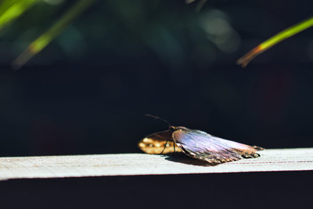 Close-up of a tropical butterfly , showcasing delicate wing patterns and vibrant natural textures. Ideal for themes of wildlife, biodiversity, ecology, and nature backgrounds.の写真素材