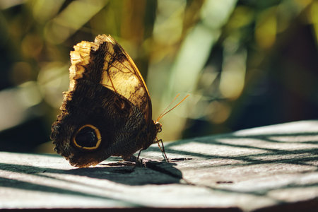 Butterfly on a wooden table in the sunlight. Macro.の写真素材