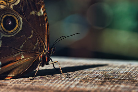 Close-up of a tropical butterfly , showcasing delicate wing patterns and vibrant natural textures....