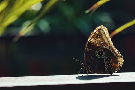 Close-up of a tropical butterfly , showcasing delicate wing patterns and vibrant natural textures. Ideal for themes of wildlife, biodiversity, ecology, and nature backgrounds.の写真素材