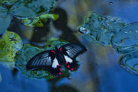 Close-up of a tropical butterfly , showcasing delicate wing patterns and vibrant natural textures. Ideal for themes of wildlife, biodiversity, ecology, and nature backgrounds.の写真素材