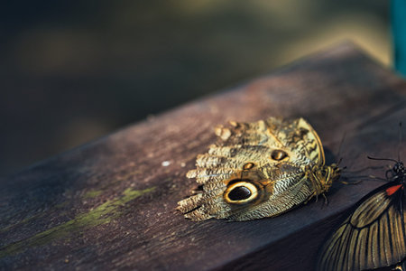 Close-up of a tropical butterfly , showcasing delicate wing patterns and vibrant natural textures. Ideal for themes of wildlife, biodiversity, ecology, and nature backgrounds.の写真素材