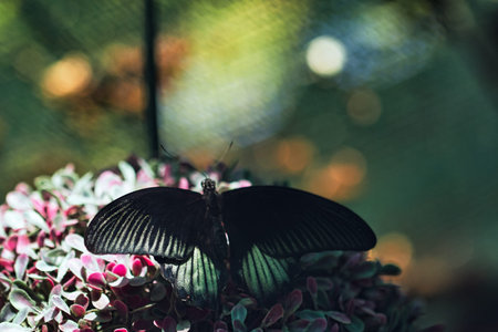 Close-up of a tropical butterfly , showcasing delicate wing patterns and vibrant natural textures. Ideal for themes of wildlife, biodiversity, ecology, and nature backgrounds.の写真素材