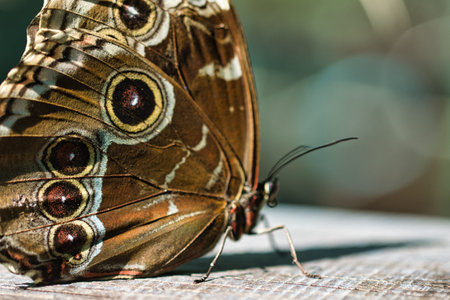 Close-up of a tropical butterfly , showcasing delicate wing patterns and vibrant natural textures. Ideal for themes of wildlife, biodiversity, ecology, and nature backgrounds.の写真素材
