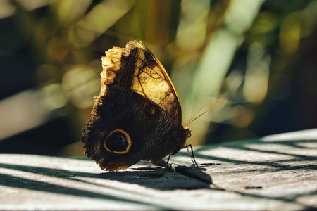 Close-up of a tropical butterfly , showcasing delicate wing patterns and vibrant natural textures....
