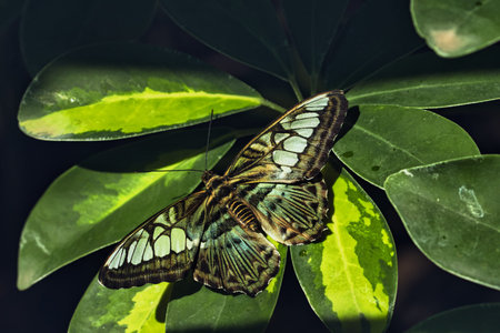 Close-up of a tropical butterfly , showcasing delicate wing patterns and vibrant natural textures. Ideal for themes of wildlife, biodiversity, ecology, and nature backgrounds.の写真素材