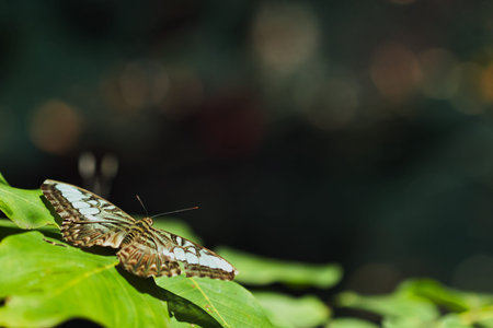 Close-up of a tropical butterfly , showcasing delicate wing patterns and vibrant natural textures....