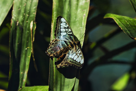 Close-up of a tropical butterfly , showcasing delicate wing patterns and vibrant natural textures....