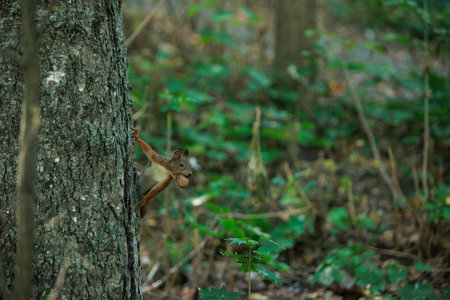 Squirrel on a tree in the forest. Wild animal in nature.