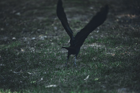 Black crow on the ground. Black crow in the green grass.