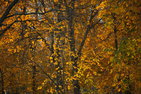 Autumn park with tall trees covered in golden and orange leaves, fallen foliage on the ground, and a...