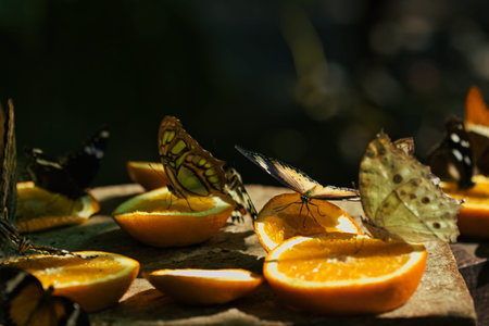 Colorful Butterflies Feeding on Orange Slices in a Tropical Butterfly House in ChiÈ™inÄƒu Park...