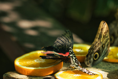 butterfly and orange fruit in the garden. Selective focus