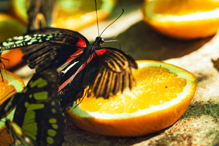 Butterfly on the orange fruit in the garden. Selective focus.の写真素材