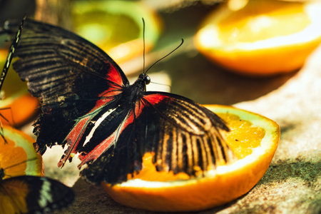 Butterfly on the orange fruit. Selective focus. nature.の写真素材