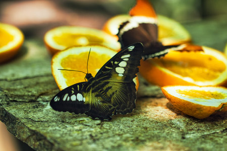 Colorful Butterflies Feeding on Orange Slices in a Tropical Butterfly House in Chi?in?u Park ,...