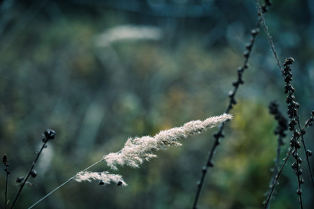 A close up of a dry grass. Shallow depth of field.