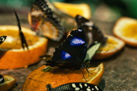 Colorful Butterflies Feeding on Orange Slices in a Tropical Butterfly House in ChiÈinÄu Park , Moldovaの写真素材