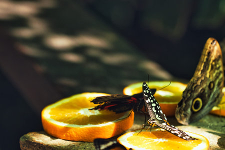 Colorful Butterflies Feeding on Orange Slices in a Tropical Butterfly House in ChiÈ™inÄƒu Park...