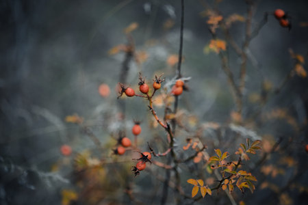 Autumn shrub with small red berries and colorful leaves in warm fall tones, captured with shallow...