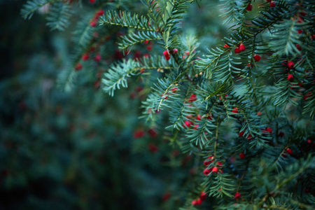 Close-up of vibrant red berry clusters on a shrub in autumn with soft bokeh background, perfect for seasonal nature and botanical themes.の写真素材