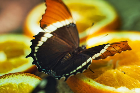 Colorful Butterflies Feeding on Orange Slices in a Tropical Butterfly House in Chi?in?u Park , Moldovaの写真素材