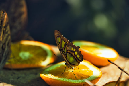 Colorful Butterflies Feeding on Orange Slices in a Tropical Butterfly House in Chi?in?u Park, Moldovaの写真素材
