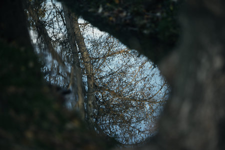 Reflection of trees in a puddle of water in a park