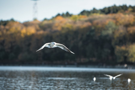 Seagulls landing on a calm lake surface with wings spread wide, capturing dynamic wildlife action in...