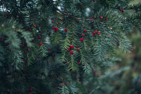 Close-up of vibrant red berry clusters on a shrub in autumn with soft bokeh background, perfect for...