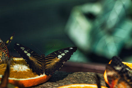 Butterfly on an orange in the garden. Selective focus.