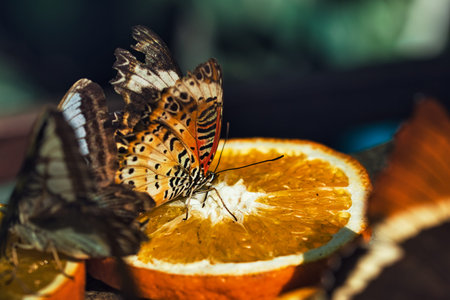 Colorful Butterflies Feeding on Orange Slices in a Tropical Butterfly House in Chi?in?u Park , Moldovaの写真素材