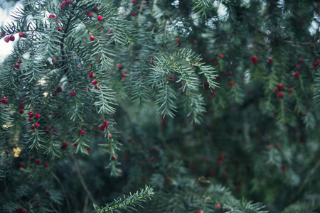 Close-up of vibrant red berry clusters on a shrub in autumn with soft bokeh background, perfect for seasonal nature and botanical themes.の写真素材