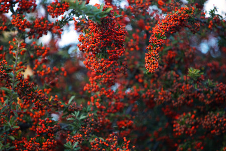 Autumn shrub with small red berries and colorful leaves in warm fall tones, captured with shallow...