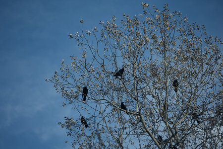 Flock of black crows perched and flying among bare tree branches against a dramatic cloudy blue sky,...