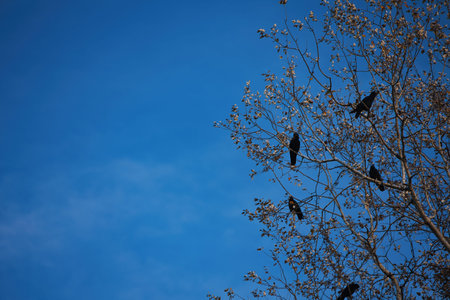 Flock of black crows perched and flying among bare tree branches against a dramatic cloudy blue sky,...