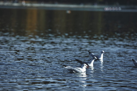 Seagulls splashing and landing on a calm lake surface with wings spread wide, capturing dynamic...