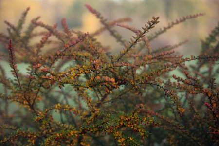 Close-up of vibrant red berry clusters on a shrub in autumn with soft bokeh background, perfect for...