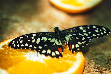 Butterfly on the orange fruit. Close up. Selective focus.の写真素材