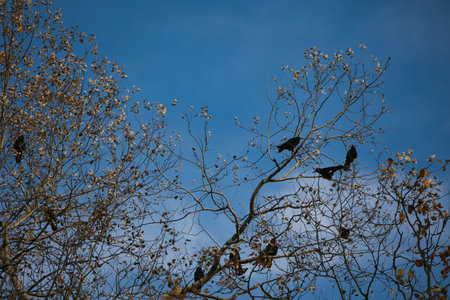Flock of black crows perched and flying among bare tree branches against a dramatic cloudy blue sky,...