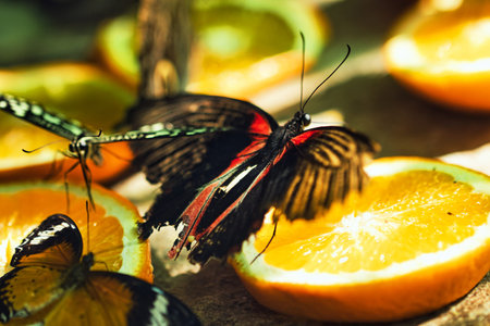 Colorful Butterflies Feeding on Orange Slices in a Tropical Butterfly House in ChiÈinÄu Park , Moldovaの写真素材